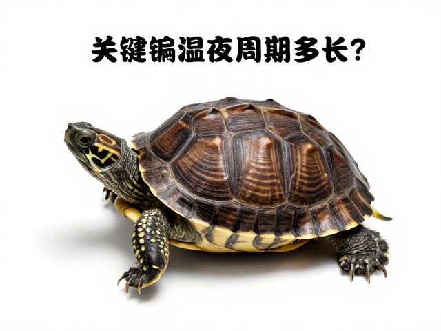 龟蜕皮周期多长？记录蜕皮照片需控温湿