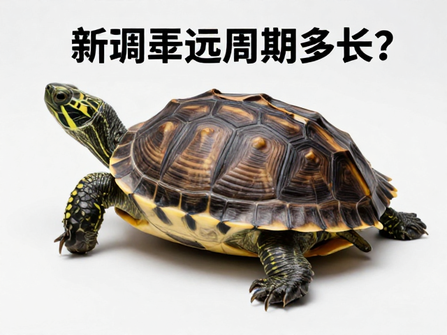 乌龟蜕皮周期多长?通风良好,定期评估健康指标,助龟快速恢复
