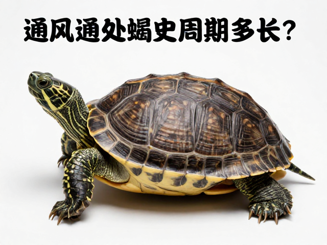 乌龟蜕皮周期多长?通风良好,定期评估健康指标,助龟快速恢复