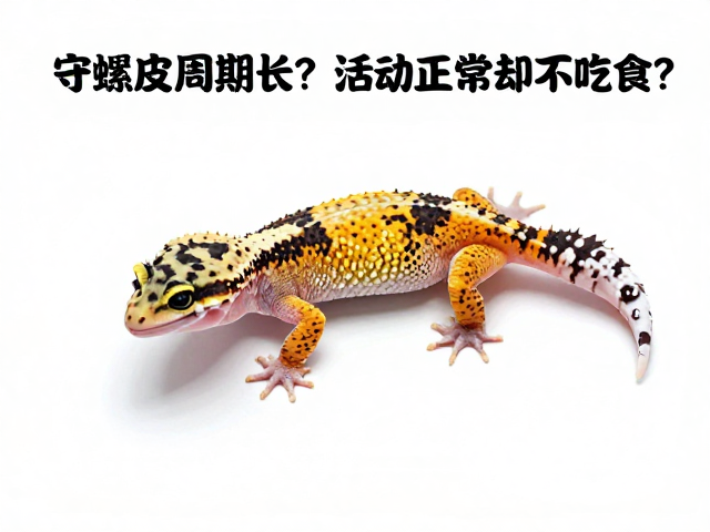 守宫蜕皮周期长？活动正常却不吃食？饥饿期观察指南
