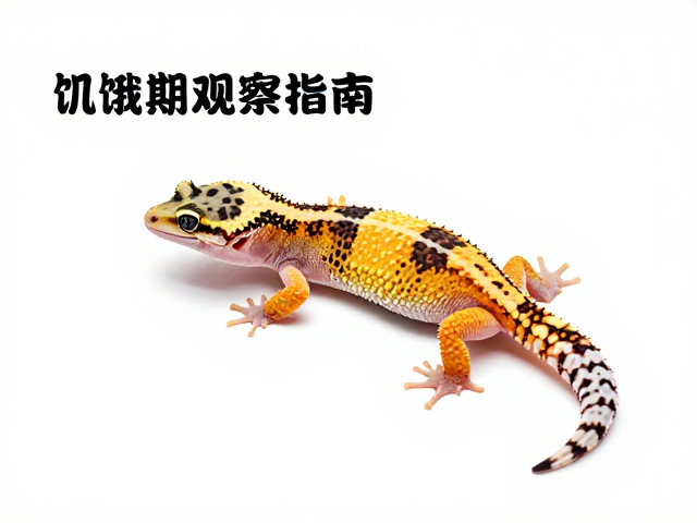 守宫蜕皮周期长？活动正常却不吃食？饥饿期观察指南