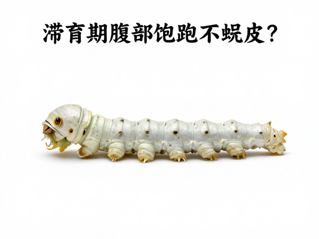 蚕滞育期腹部饱满不蜕皮?揭秘蜕皮周期与催醒技巧