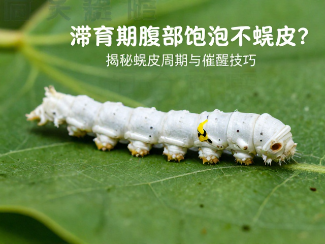 蚕滞育期腹部饱满不蜕皮?揭秘蜕皮周期与催醒技巧