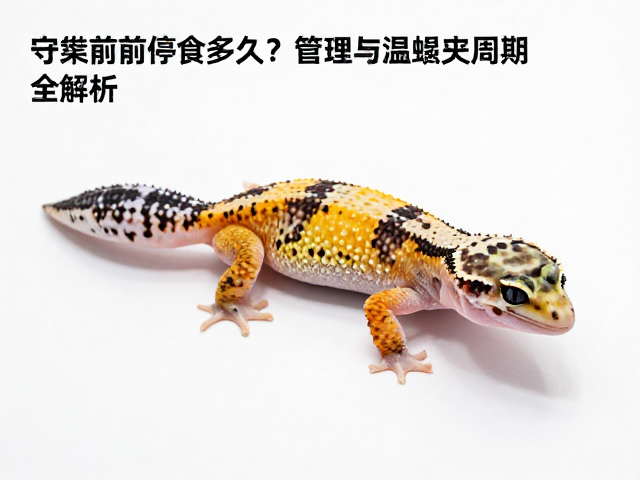 守宫蜕皮前停食多久？种群管理与蜕皮周期全解析