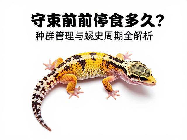 守宫蜕皮前停食多久？种群管理与蜕皮周期全解析