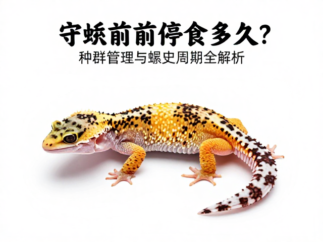 守宫蜕皮前停食多久？种群管理与蜕皮周期全解析