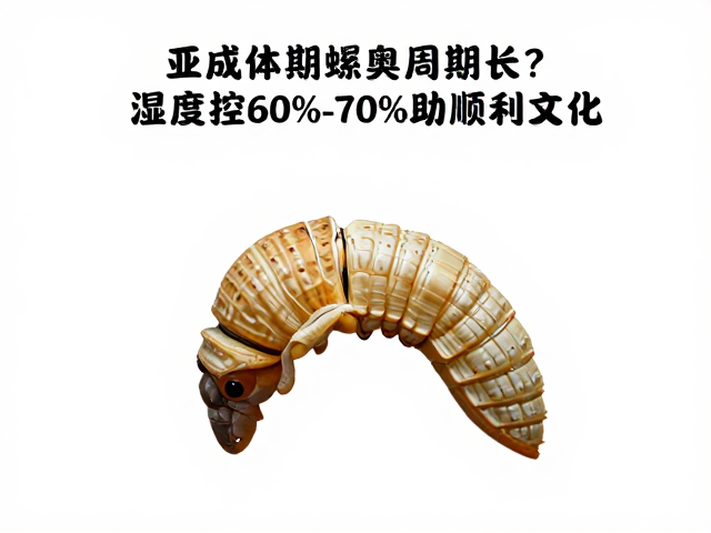 亚成体期蜕皮周期长？湿度控60%-70%助顺利蜕皮