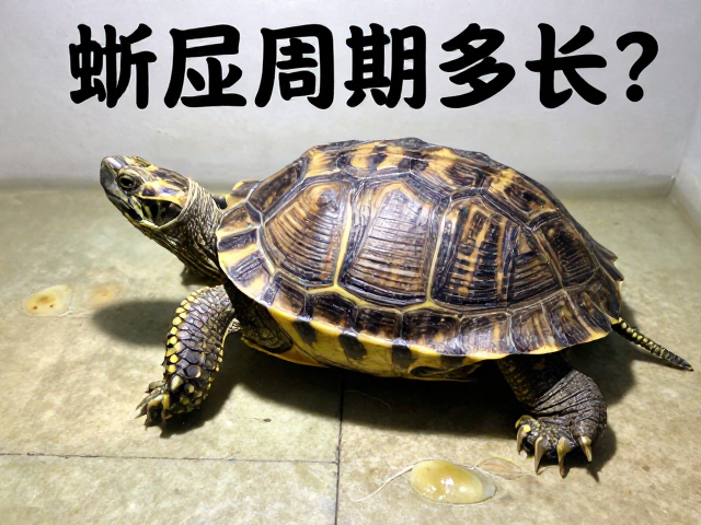 龟类蜕皮周期多长？保持60-70%湿度避强光助顺利蜕皮