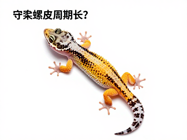 守宫蜕皮周期长？攀爬结构助缓解，行动迟缓需警惕