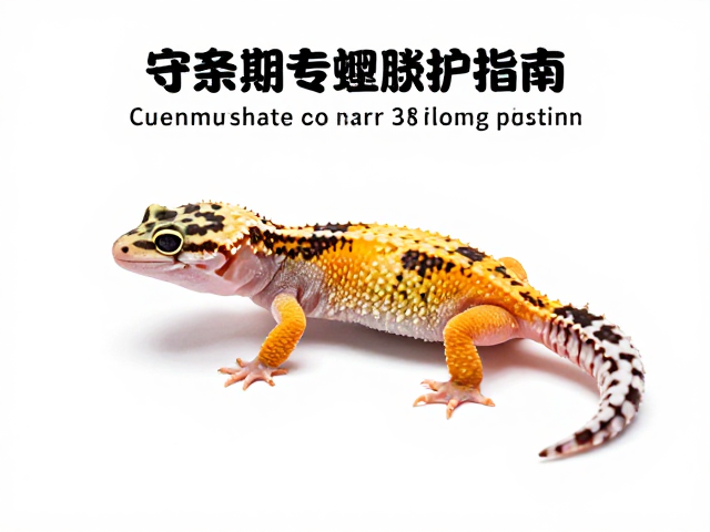 守宫蜕皮期护理，应对体型差异防肢体损伤指南