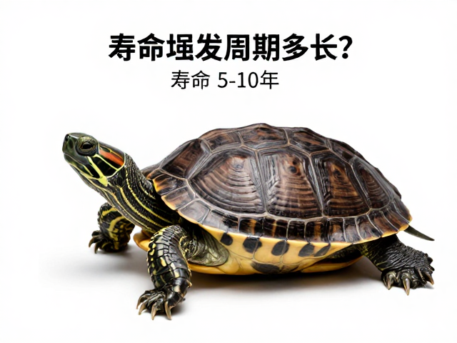 乌龟蜕皮周期多长?寿命5-10年,建生长档案助健康