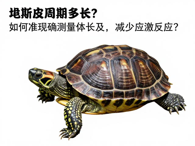 龟蜕皮周期多长？如何准确测量体长及减少应激反应？