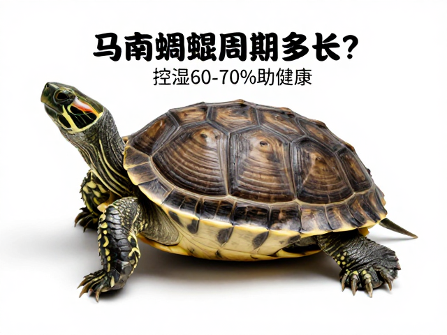 乌龟蜕皮周期多长？建立生长档案，控湿60-70%助健康