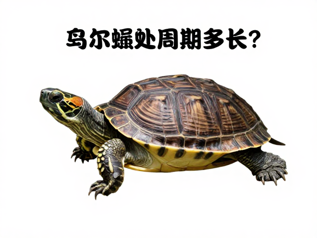 乌龟蜕皮周期多长？建立生长档案，控湿60-70%助健康
