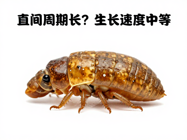 金直间蜕皮周期长？生长速度中等，粗糙表面助抓附养护指南