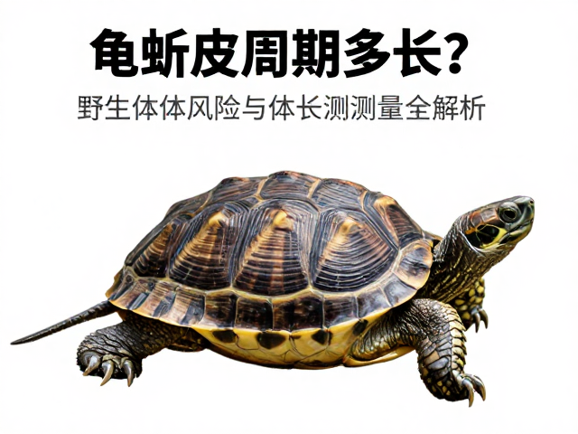 龟蜕皮周期多长？野生个体风险与体长测量全解析