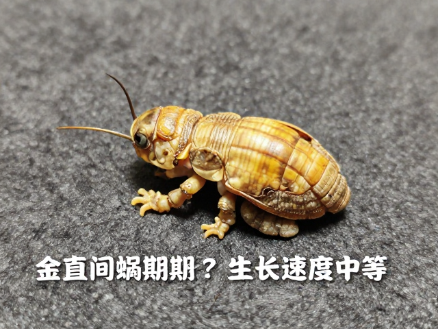 金直间蜕皮周期长？生长速度中等，粗糙表面助抓附养护指南