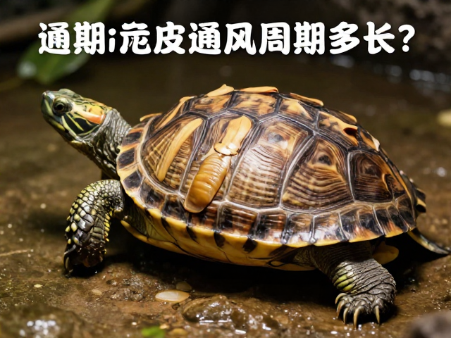 乌龟蜕皮周期多长？保持通风良好助快速蜕皮