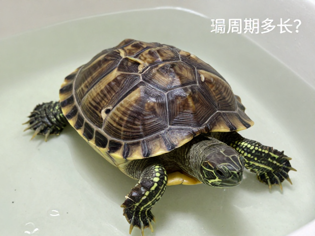 乌龟蜕皮周期多长?保持通风良好助快速蜕皮