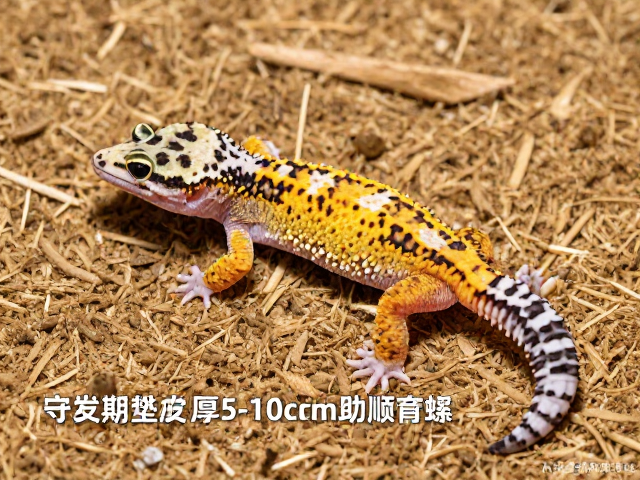 守宫蜕皮期垫材厚5-10cm助顺利蜕皮，避开滞育期误区