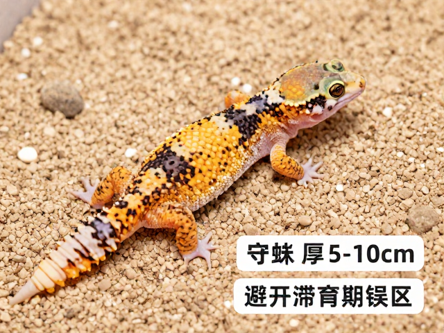 守宫蜕皮期垫材厚5-10cm助顺利蜕皮，避开滞育期误区