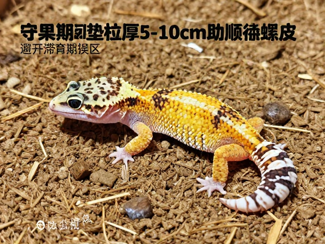 守宫蜕皮期垫材厚5-10cm助顺利蜕皮，避开滞育期误区