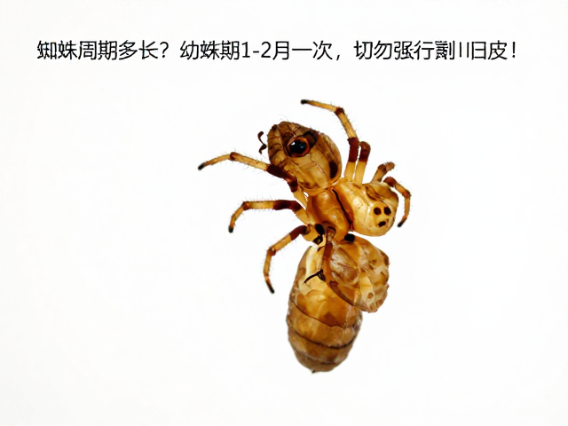 蜘蛛蜕皮周期多长？幼蛛期1-2月一次，切勿强行剥离旧皮！