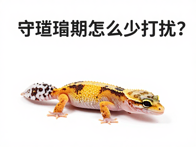 守宫蜕皮期怎么少打扰？高湿度微环境助顺利蜕皮
