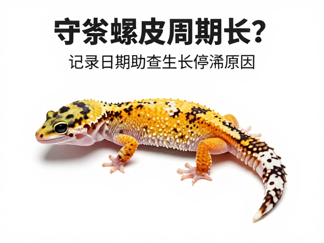 守宫蜕皮周期长？记录日期助查生长停滞原因