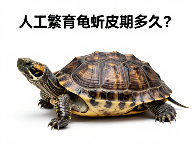 人工繁育龟蜕皮期多久？等待新表皮硬化需多久？