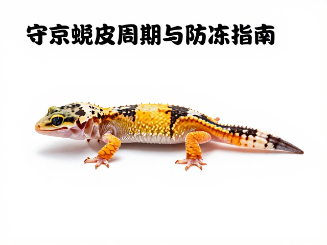 守宫蜕皮周期与防冻指南，观察步足螯肢发育防冻伤