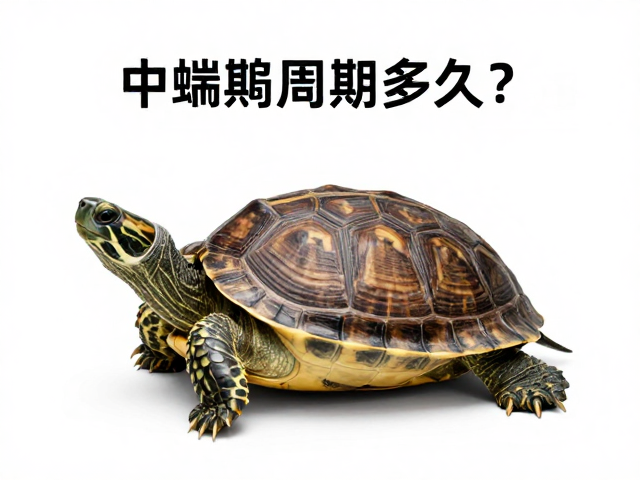 乌龟蜕皮周期多久?减少干扰助生长,寿命与生长速度大不同