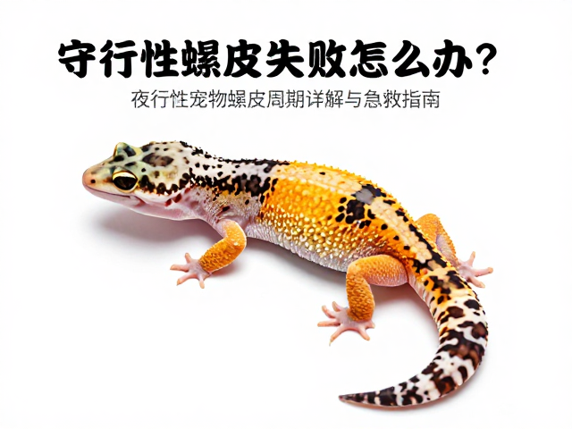 守宫蜕皮失败怎么办？夜行性宠物蜕皮周期详解与急救指南