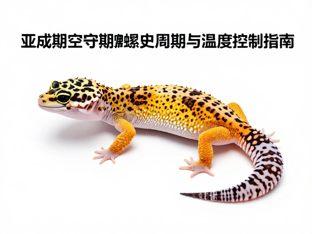 豹纹守宫亚成期蜕皮周期与温湿度控制指南