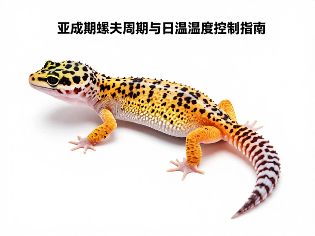 豹纹守宫亚成期蜕皮周期与温湿度控制指南