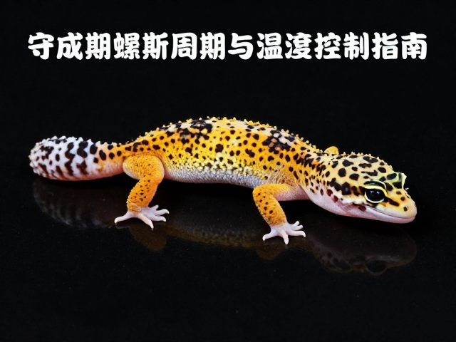 豹纹守宫亚成期蜕皮周期与温湿度控制指南