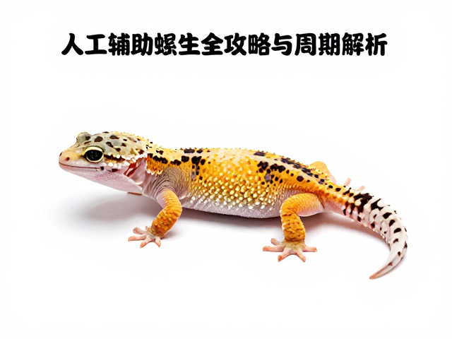 守宫蜕皮困难腹部发白？人工辅助蜕皮全攻略与周期解析
