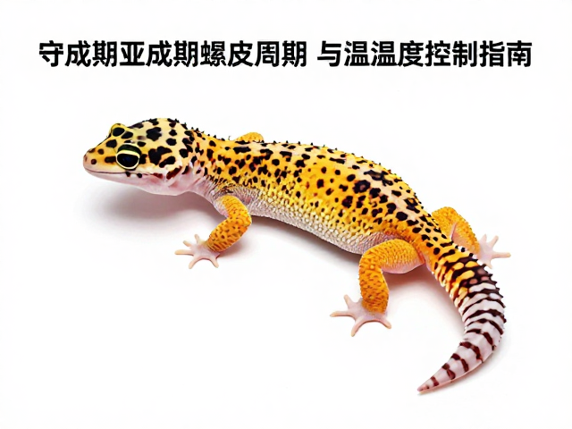 豹纹守宫亚成期蜕皮周期与温湿度控制指南