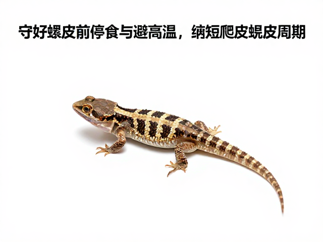 守好蜕皮前停食与避高温,缩短爬宠蜕皮周期