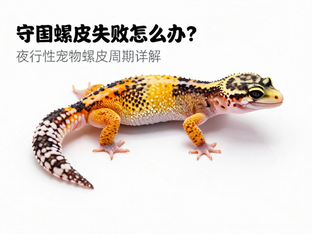 守宫蜕皮失败怎么办？夜行性宠物蜕皮周期详解与急救指南