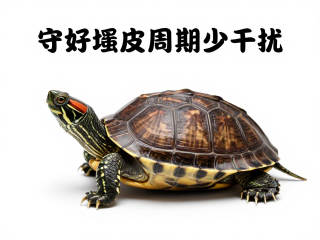 守好龟蜕皮周期少干扰,蜕皮后体色更鲜艳