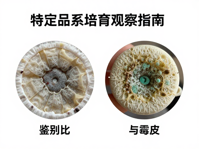 鉴别公母与霉变，特定品系培育观察指南