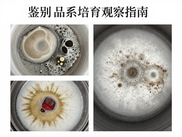 鉴别公母与霉变，特定品系培育观察指南