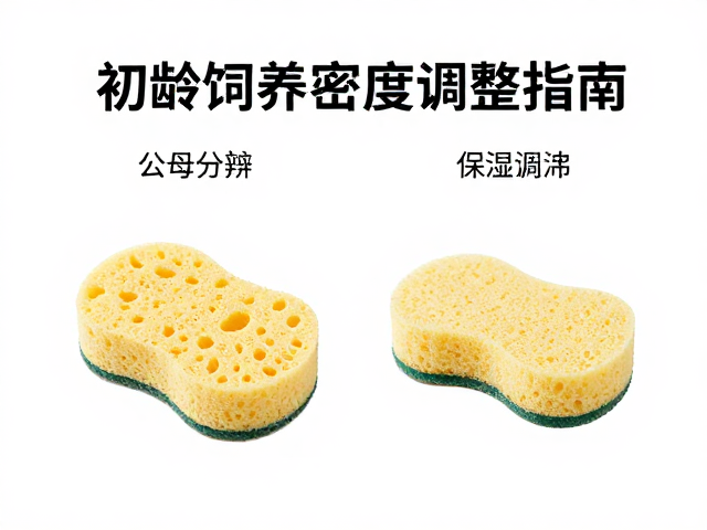 公母分辨与保湿海绵，初龄饲养密度调整指南