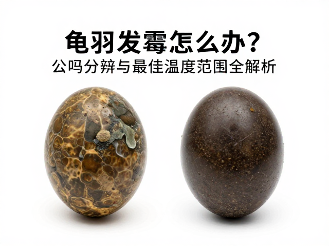 龟卵发霉怎么办？公母分辨与最佳温度范围全解析