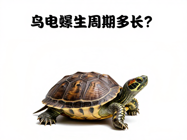 乌龟蜕皮周期多长？如何寻找隐蔽处与角落助其安全蜕壳
