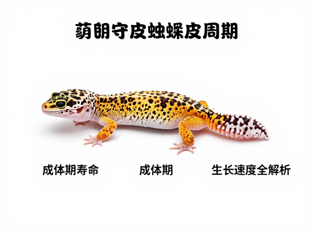 豹纹守宫蜕皮周期与成体期寿命生长速度全解析
