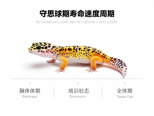 豹纹守宫蜕皮周期与成体期寿命生长速度全解析