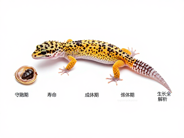 豹纹守宫蜕皮周期与成体期寿命生长速度全解析