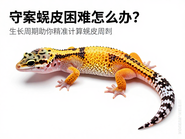 守宫蜕皮困难怎么办？统计生长周期助你精准计算蜕皮周期